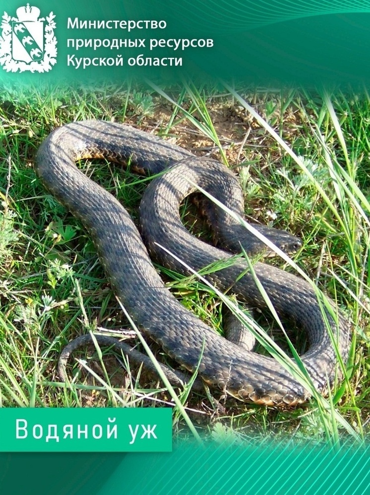 В Минприроды Курской области объяснили большие скопление змей