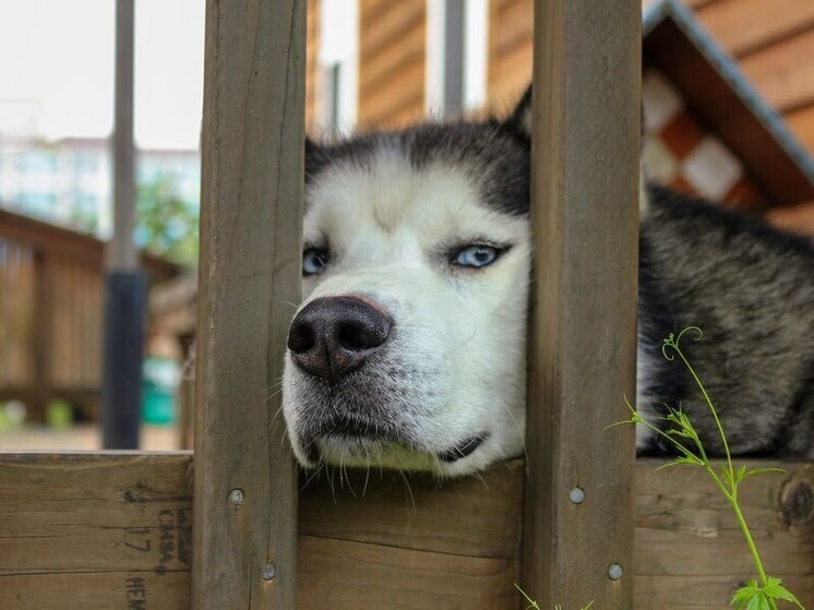 Выяснились некоторые детали трагедии в частном доме Одинцовского городского округа, где в воскресенье домашняя собака напала на грудного мальчика, спавшего в коляске на участке