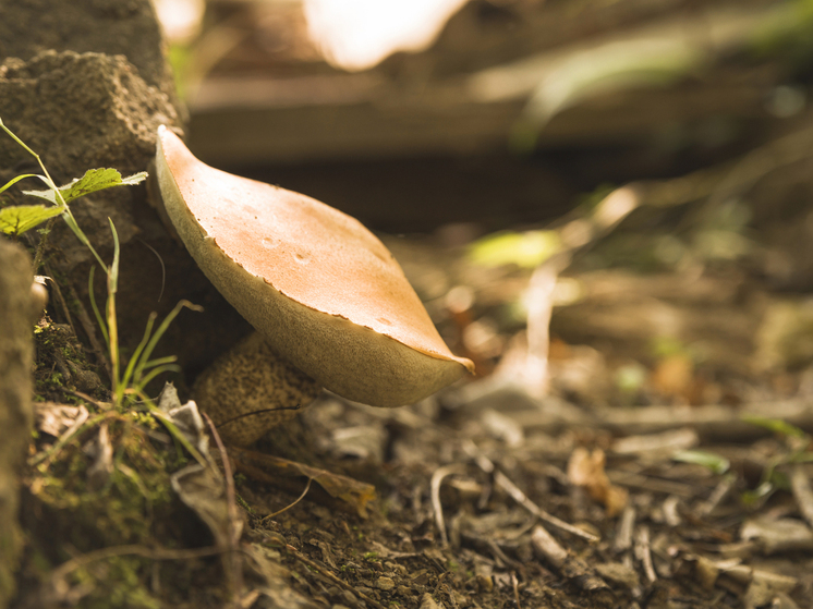 Грибной сезон открыт: эксперты дали советы по «тихой охоте» жителям Воронежской области