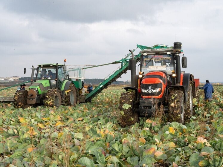 Осенние поля городского округа постепенно пустеют — сельхозпредприятие «Дашковка» завершает сбор урожая