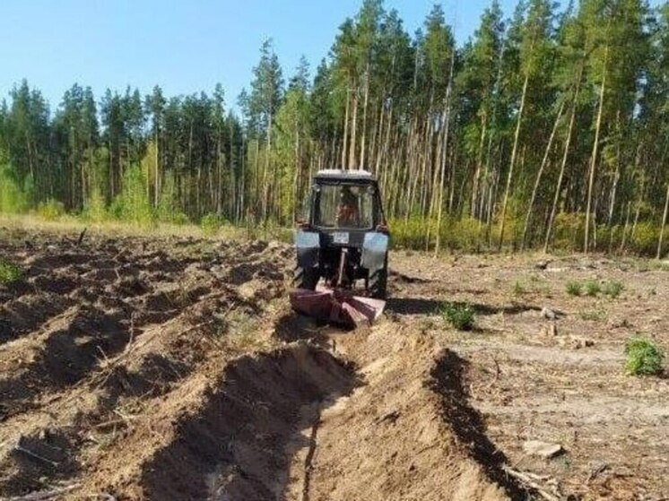 Весеннее преображение: Тамбовская область готовится к масштабной высадке леса