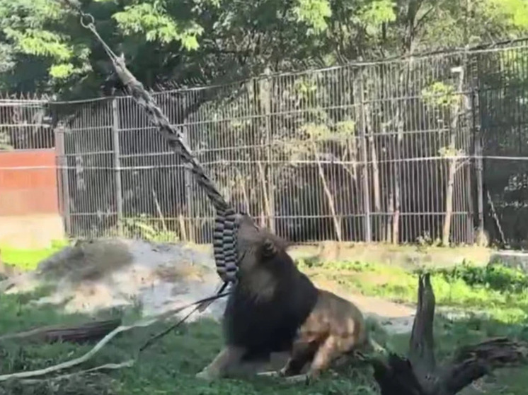 Льву Тиграну в калининградском зоопарке подарили игрушку из пожарных рукавов