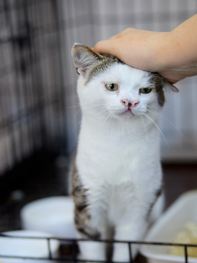 В Перми продолжают искать дом коту Дрюне