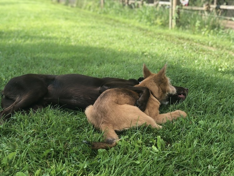В результате стрельбы серьезно пострадали две собаки