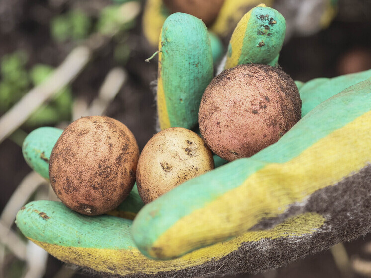 Депутат Чаплин раскрыл правила хранения урожая