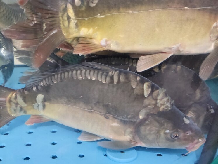 Ученые из Москвы и Великого Новгорода исследовали, насколько атлантическая треска, обитающая у берегов Баренцева моря, поглощает пластик