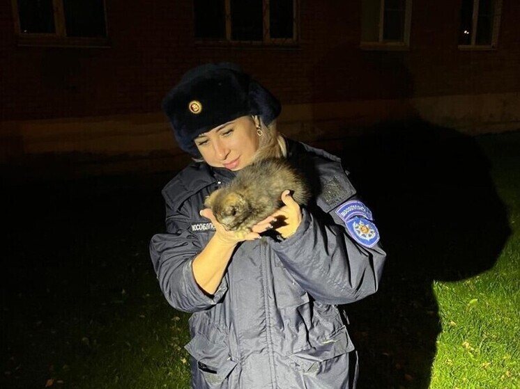 Спасатели в Павловском Посаде освободили котенка, застрявшего в фасаде дома