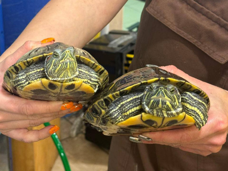 Ленинградский зоопарк заявил о новой волне подброшенных красноухих черепах
