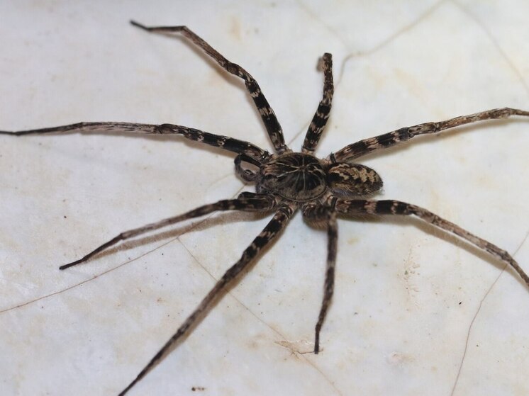 Один из самых опасных пауков в мире обнаружен в партии бананов в супермаркете