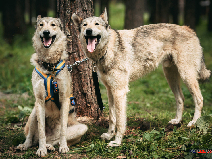 Штрафы за неправильный выгул собак вступят в Кузбассе в ближайшее время