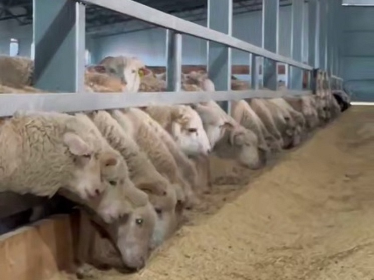 Калмыцкие животноводы готовятся к зимовке скота