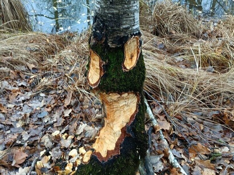 Численность речных бобров решили посчитать в Окском заповеднике под Рязанью