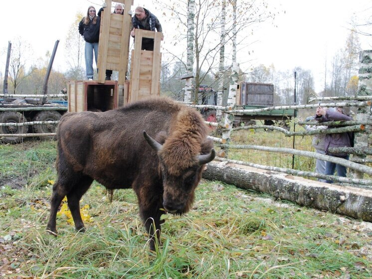 Молодых зубров из Приокско-Террасного заповедника отправили на Смоленщину