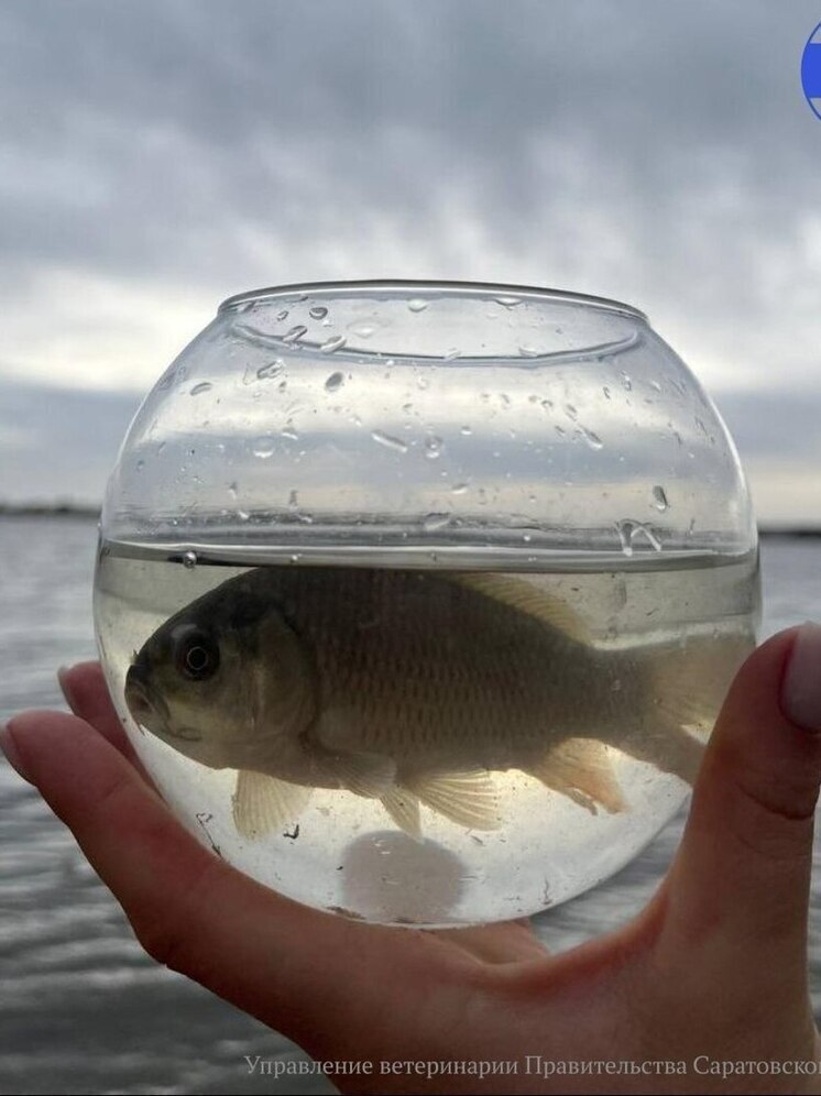 Почти 1,8 млн мальков сазана выпустили в Волгу вблизи Саратова