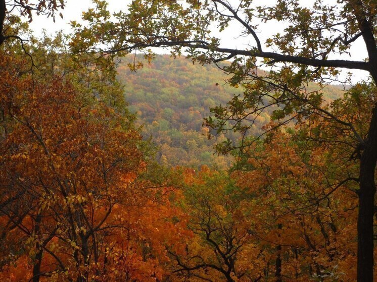 Саратовским охотникам заплатят за отстрел лисиц
