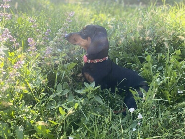 Ветеринар рассказала, как домашние животные помогают справляться с тревожностью