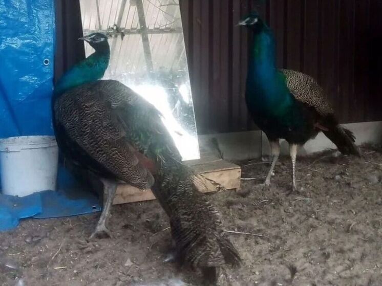 В Рассказово поселились павлины: необычная коллекция птиц в частном подворье