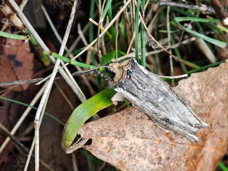 В Ростовской области заметили вредоносную для растений бабочку - Совку длиннокрылую