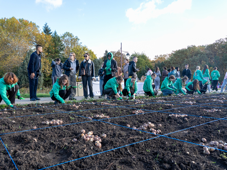 В Краснодаре в Ботаническом саду КубГАУ высадили 150 тыс луковиц тюльпанов