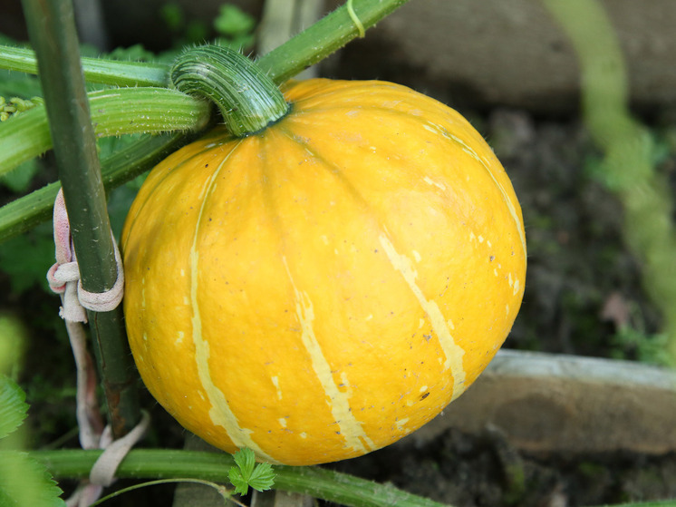 Иеромонах Макарий призвал ограничить рекламу Хэллоуина