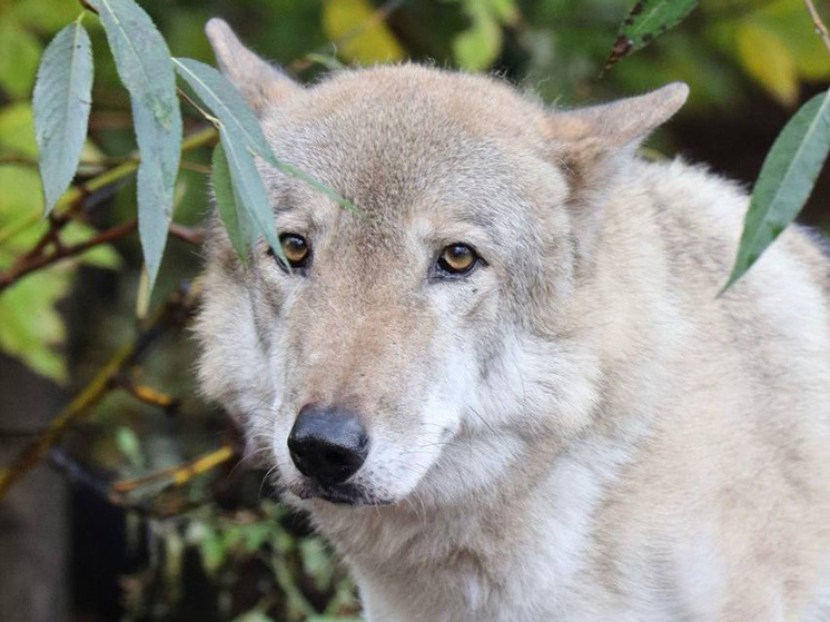 Волк Тарзан, проживший в Московском зоопарке 13 лет, скончался на днях от онкологического заболевания