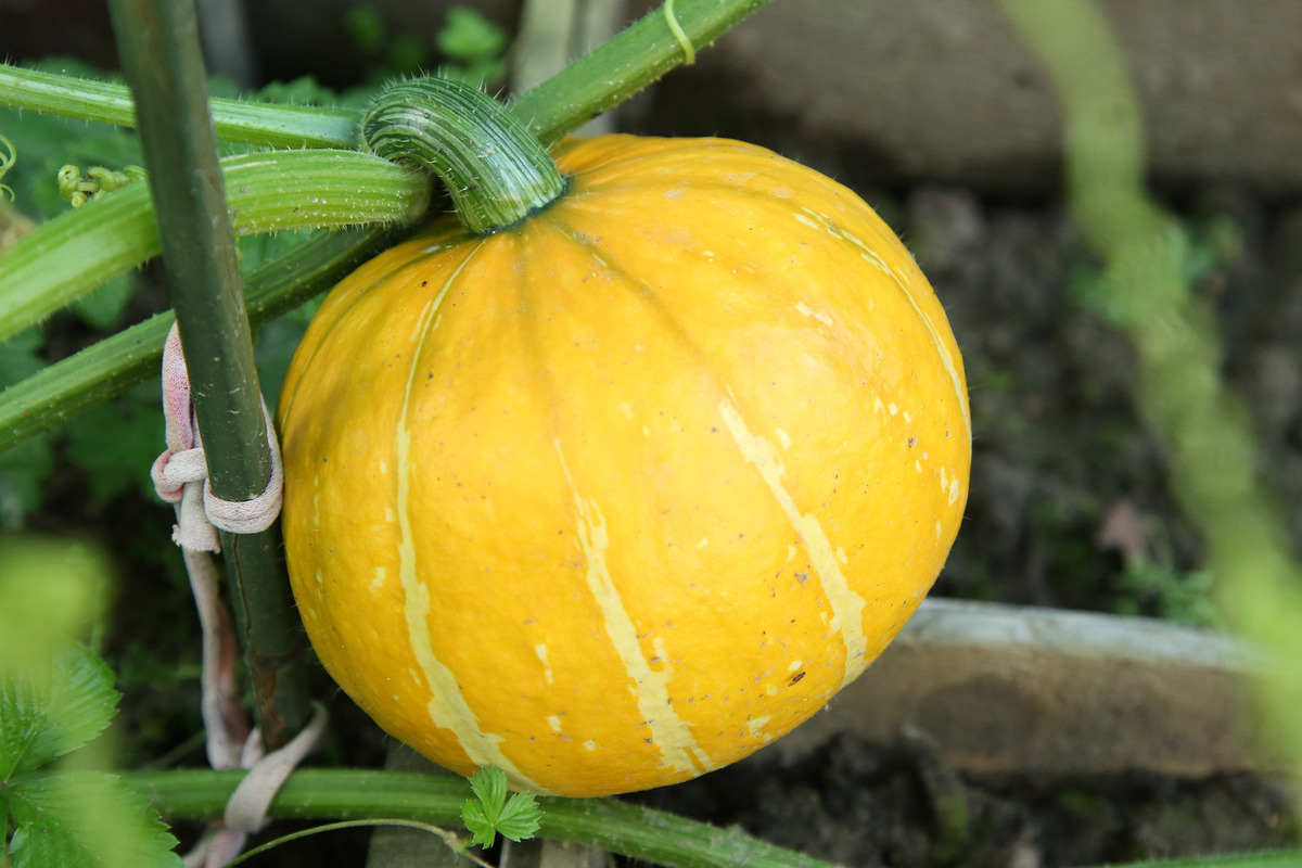 Иеромонах назвал Хэллоуин &quot;сатанавалом&quot; и призвал ограничить его рекламу