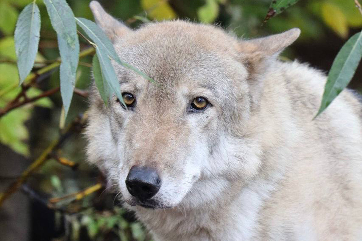 В Москве скончался пожилой волк Тарзан