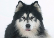   Жуткая новость из Подмосковья о гибели грудного ребенка от зубов домашнего пса, взорвавшая в среду новостные паблики, поделила на два лагеря кинологов, заводчиков и зоозащитников. Одни вполне допускают страшный сценарий, а другие не могут себе даже представить агрессию аляскинского маламута. Самое поразительное, что собака растерзала малютку не "случайно" (потому что он подвернулся ей под лапу) — она целенаправленно хотела убить именно его. Причем никаких провокаций в виде крика не было.