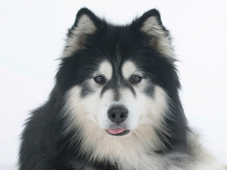 Жуткая новость из Подмосковья о гибели грудного ребенка от зубов домашнего пса, взорвавшая в среду новостные паблики, поделила на два лагеря кинологов, заводчиков и зоозащитников. Одни вполне допускают страшный сценарий, а другие не могут себе даже представить агрессию аляскинского маламута. Самое поразительное, что собака растерзала малютку не "случайно" (потому что он подвернулся ей под лапу) — она целенаправленно хотела убить именно его. Причем никаких провокаций в виде крика не было.