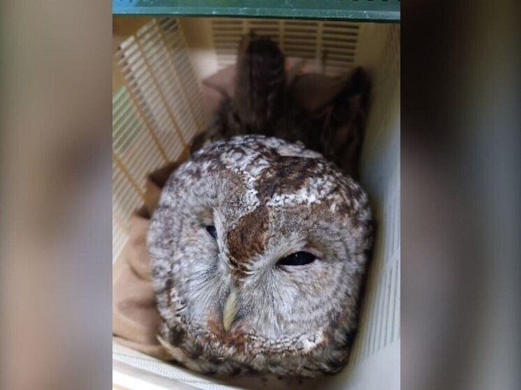 Воронежские волонтеры рассказали о состоянии сбитой совы в Медовке