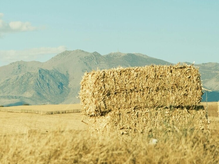 Ученые открыли новый вид растения с листьями-сердцами в горах Дагестана