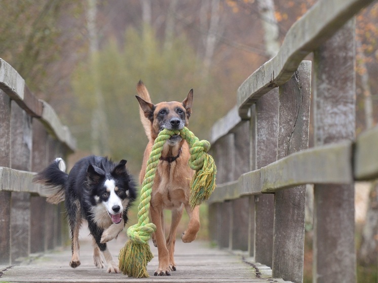 Мэрия Владимира отчиталась о судьбах выловленных в городе бездомных животных