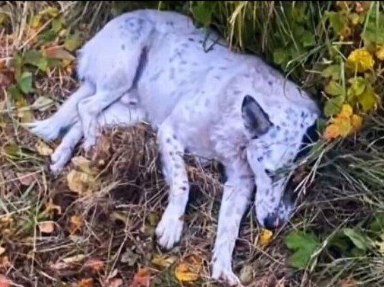 Воронежские ГАИшники спасли попавшую под колеса авто собаку