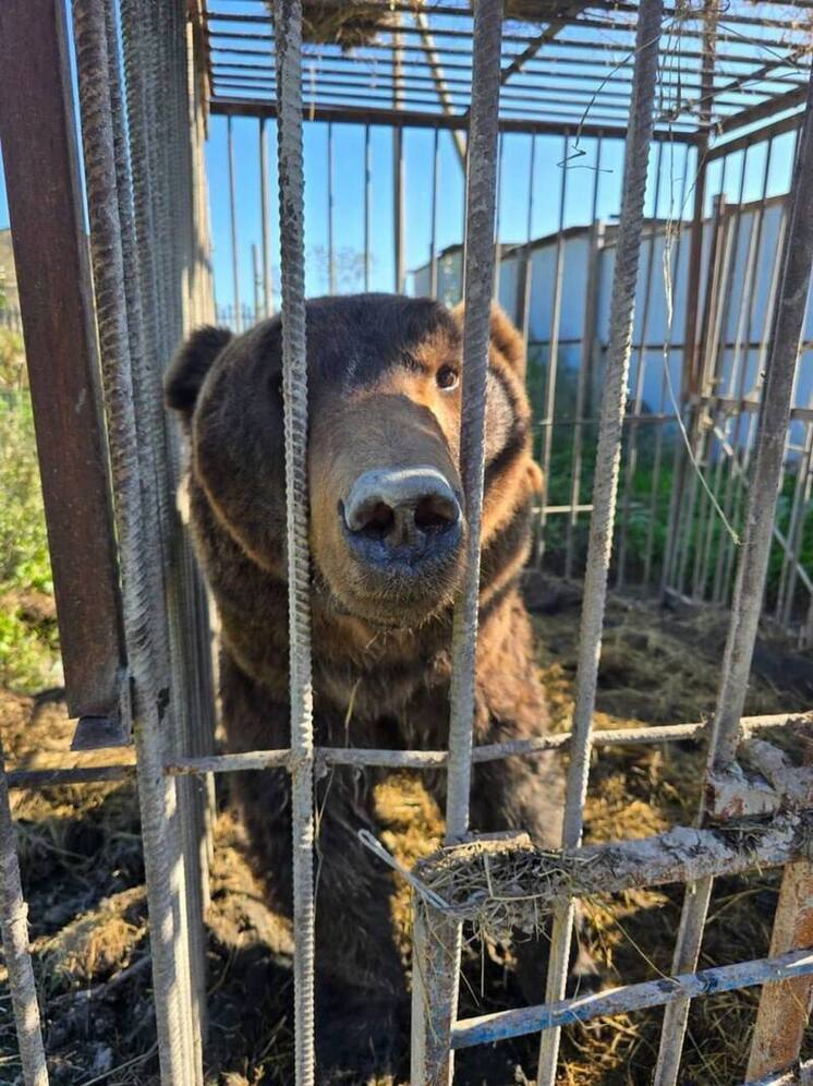 Двух изъятых в зоопарке в Дагестане медведей отправили в хоспис