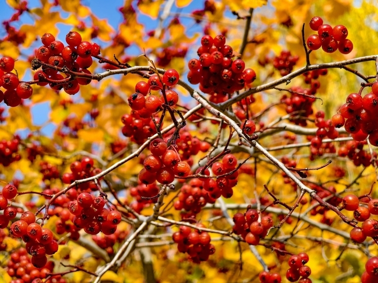 Местами небольшой дождь и до +9 °С: погода в Томске на 30 октября