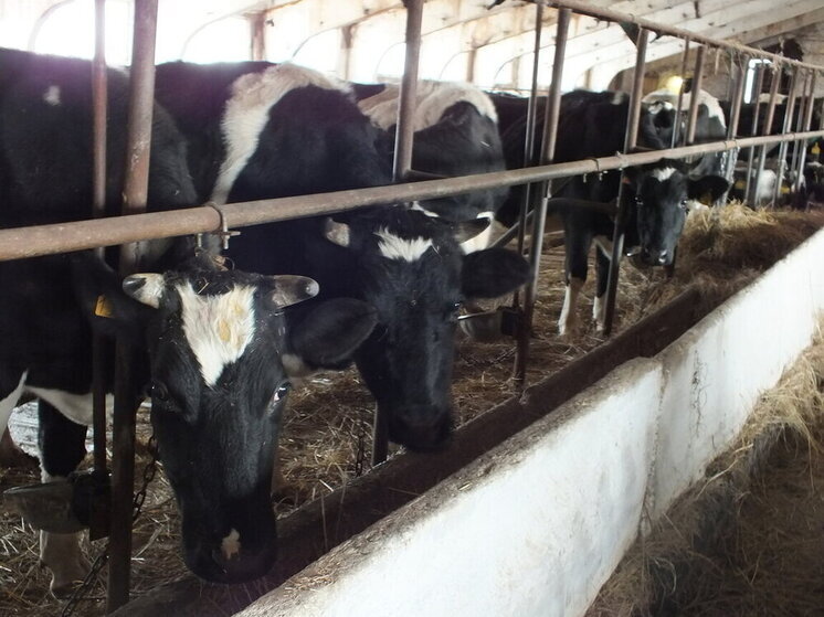 В Самарской области обнаружен лейкоз у коров: в Кинельском районе - карантин