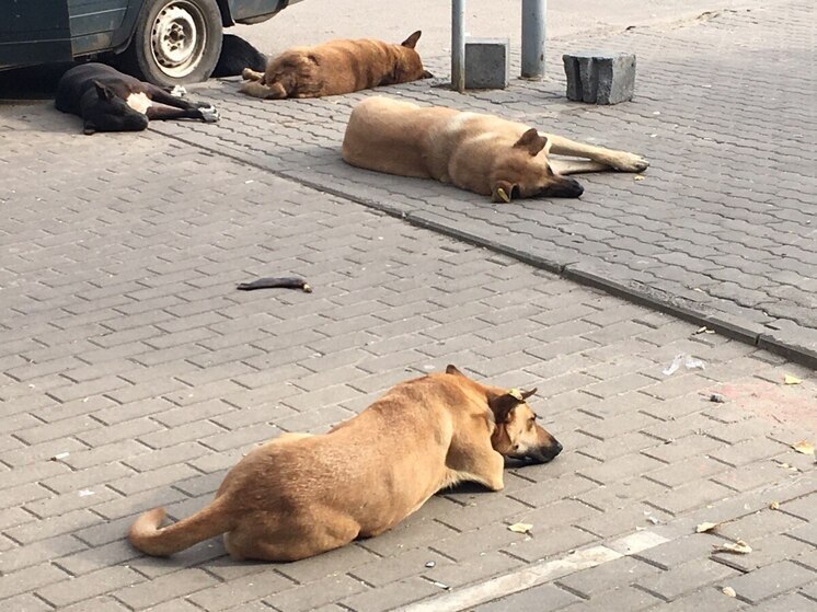 В Семилуках Воронежской области выявили очаг бешенства животных
