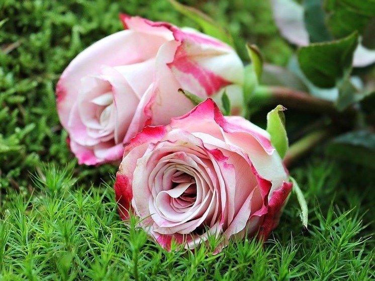 Нелегальное кладбище животных в Советском районе обеспокоило воронежцев