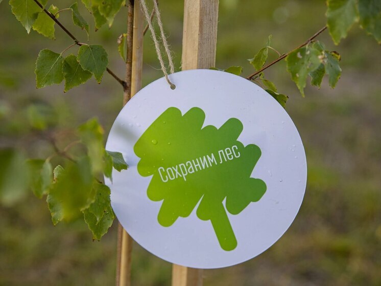 Владимирский регион подвел итоги лесной акции «Сохраним лес-2025»