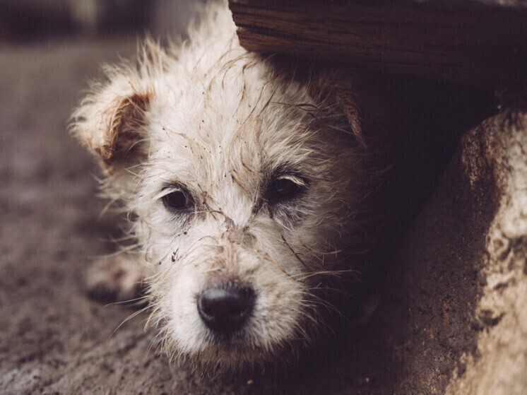 Новосибирские депутаты приняли в первом чтении законопроект об эвтаназии бездомных собак