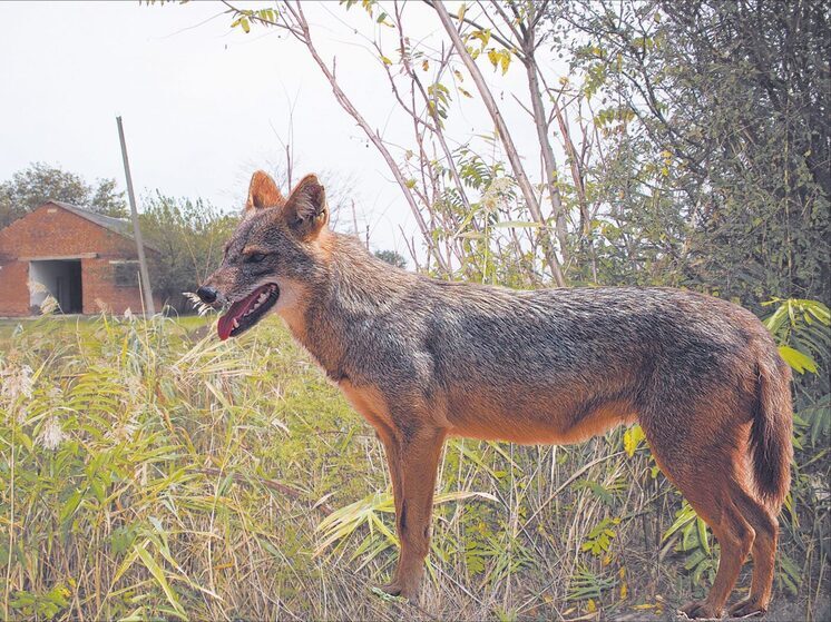 Эксперт объяснил происхождение шакалов в Карелии