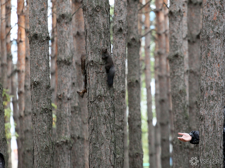 Кемеровская область стала одним из главных центров незаконного оборота древесины