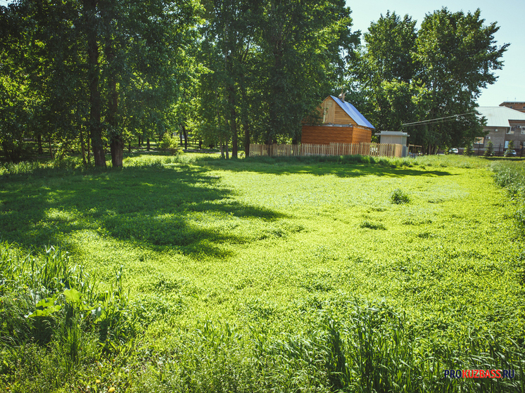 Мэрия Кемерова инвестирует сотни миллионов в чистоту и зелень города