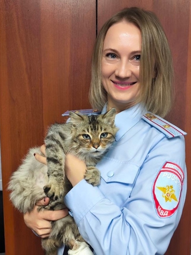 Полицейские в Шарыповском районе спасли раненого кота и ищут для него новых хозяев