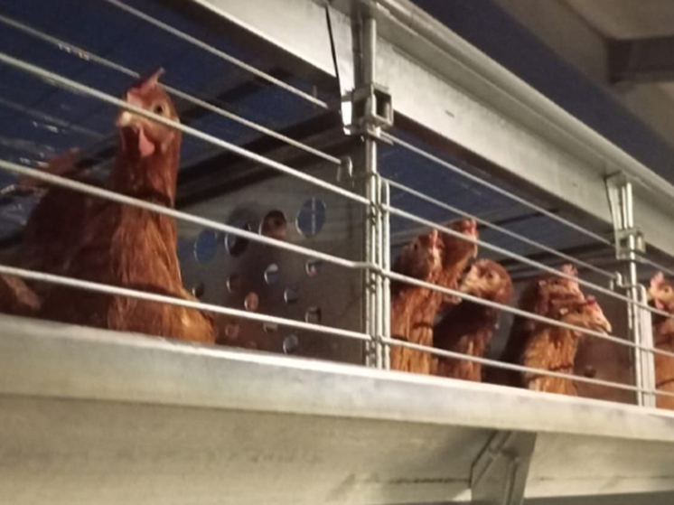 Билибинская птицефабрика удвоила производство яиц после запуска второго цеха