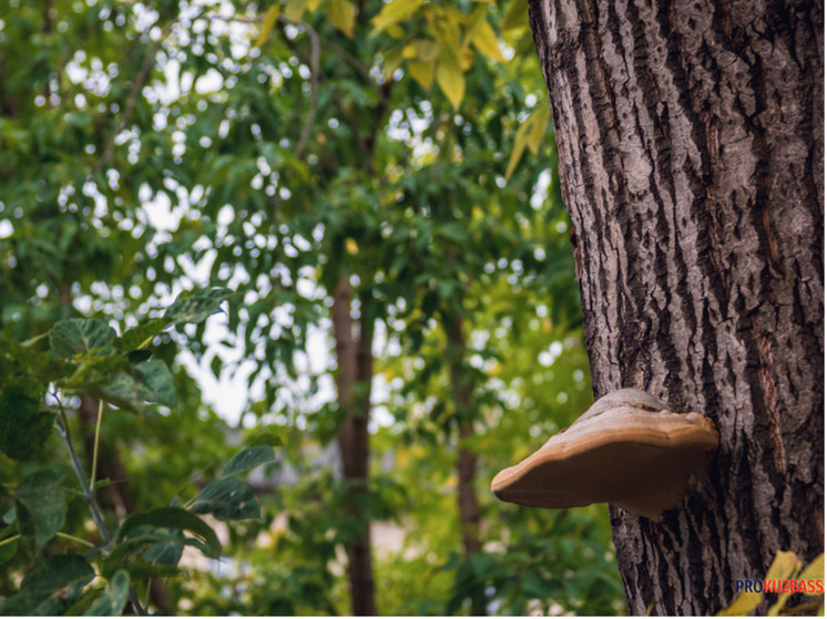 Кузбасс стал лидером Сибири по контрабанде леса