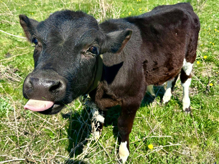 Мошенники продали алтайскому сельчанину несуществующую корову