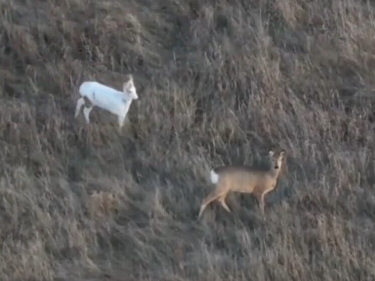 Косулю-альбиноса снял дрон в Новосибирской области