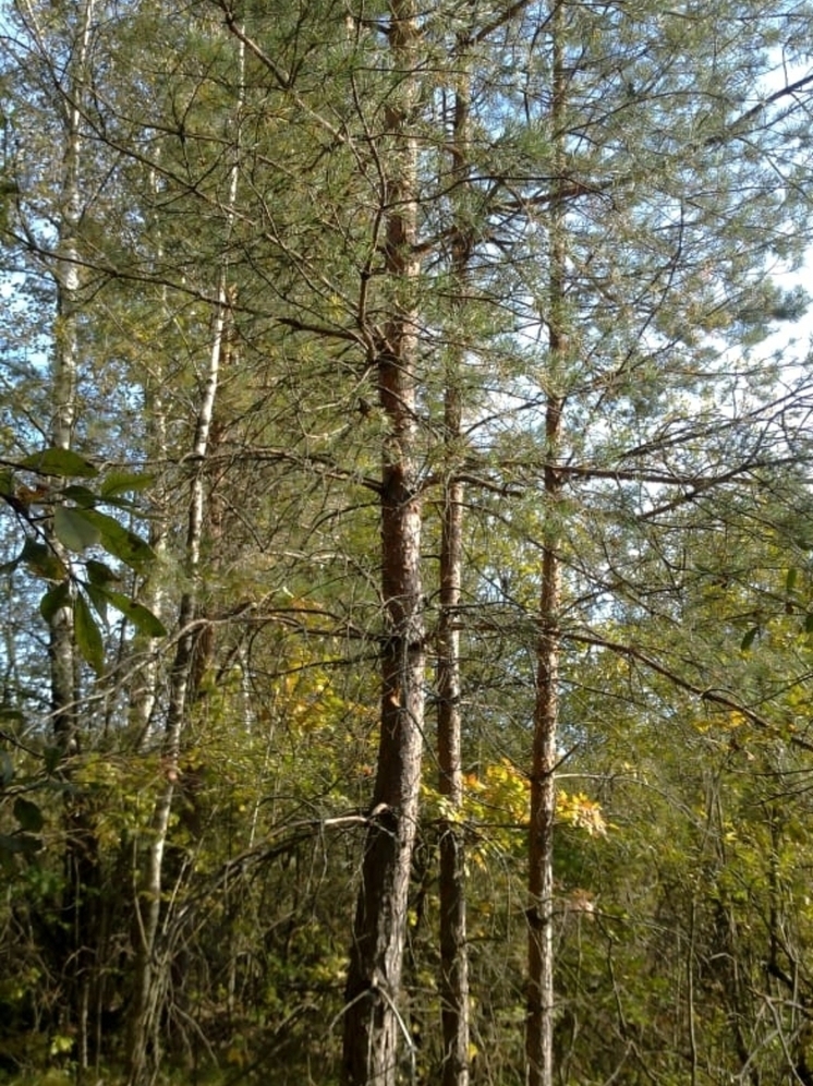 В Судогде землю для многодетной семьи очистили от кустарников