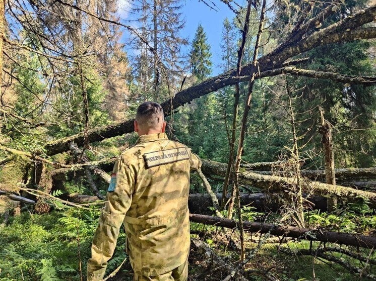 В Ленобласти завершили обследование лесов от короеда-типографа